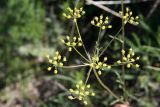 Aulacospermum tianschanicum. Соцветие. Узбекистан, Ташкентская обл., зап. отроги Чаткальского хр., гора Бол. Чимган. 21.05.2011.