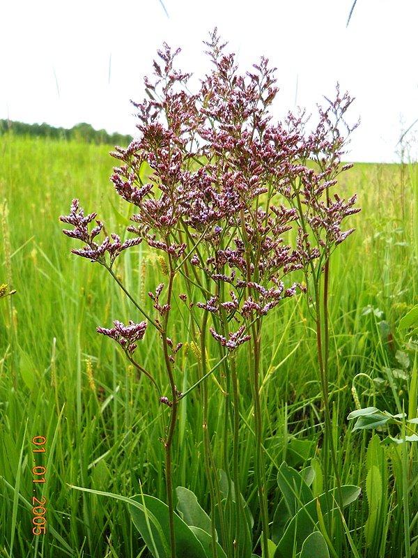 Image of Limonium gmelinii specimen.