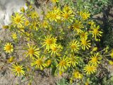 Senecio jacobaea