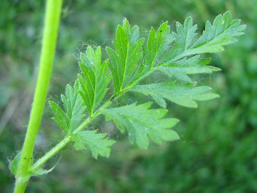 Image of Potentilla supina ssp. costata specimen.