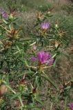 Centaurea calcitrapa. Верхушка цветущего растения. Крым, Севастополь, м. Фиолент. 7 июля 2011 г.