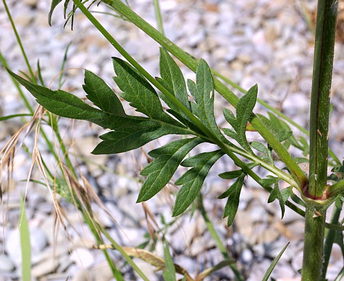 Image of Cephalaria transsylvanica specimen.