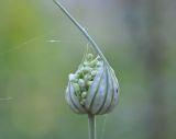 Allium подвид coppoleri