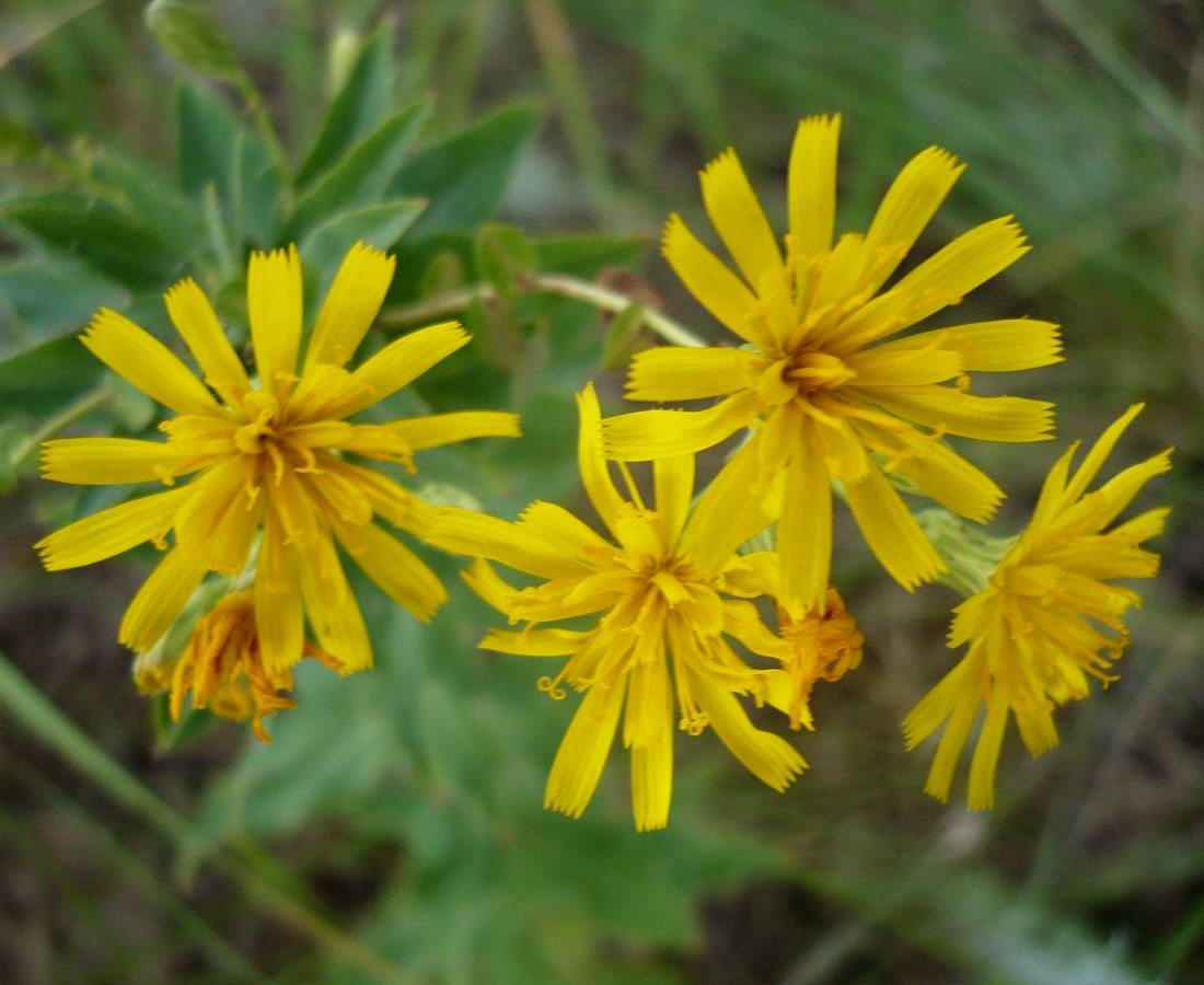 Image of Hieracium virosum specimen.