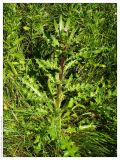 Cirsium roseolum. Зацветающее растение. Республика Татарстан, Нурлатский р-н. 13.07.2005.
