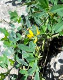 Medicago falcata
