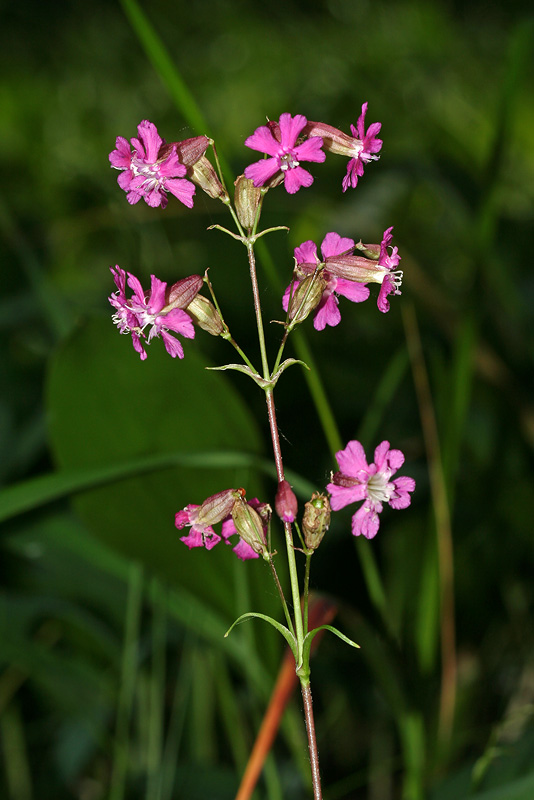 Image of Viscaria vulgaris specimen.