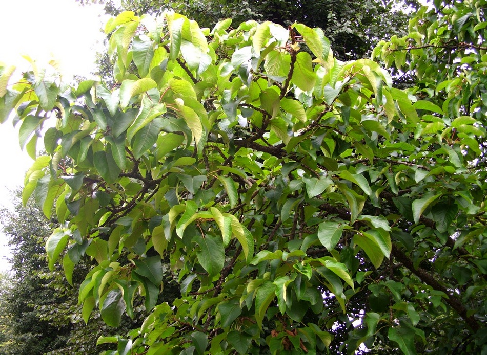 Изображение особи Populus lasiocarpa.