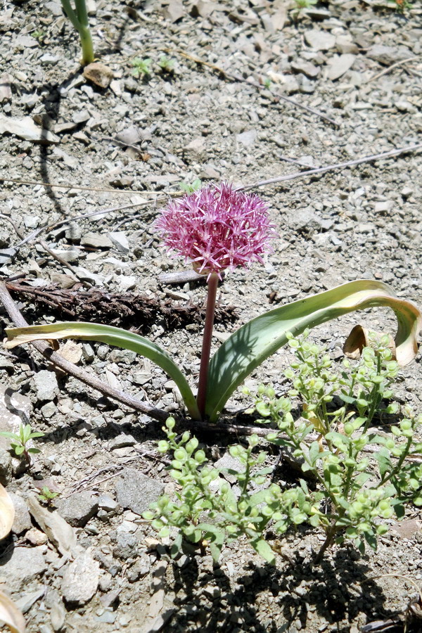 Изображение особи Allium materculae.