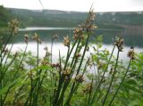 Juncus beringensis