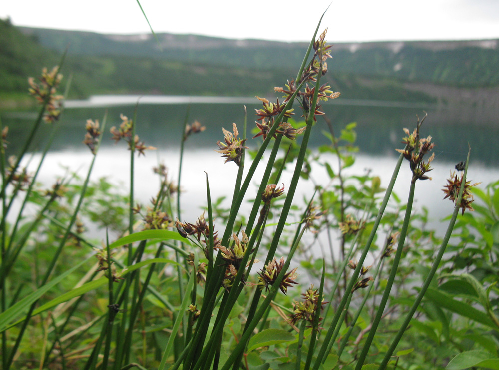 Изображение особи Juncus beringensis.