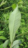 Salix × laurina. Лист (вид с обратной стороны). Окр. Архангельска, 16.06.2011.