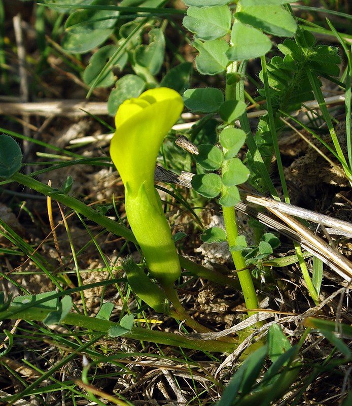 Image of Astragalus macronyx specimen.