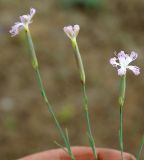 Dianthus tetralepis