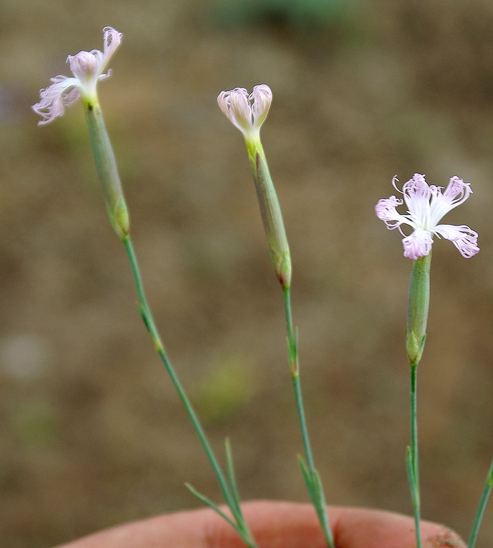 Image of Dianthus tetralepis specimen.