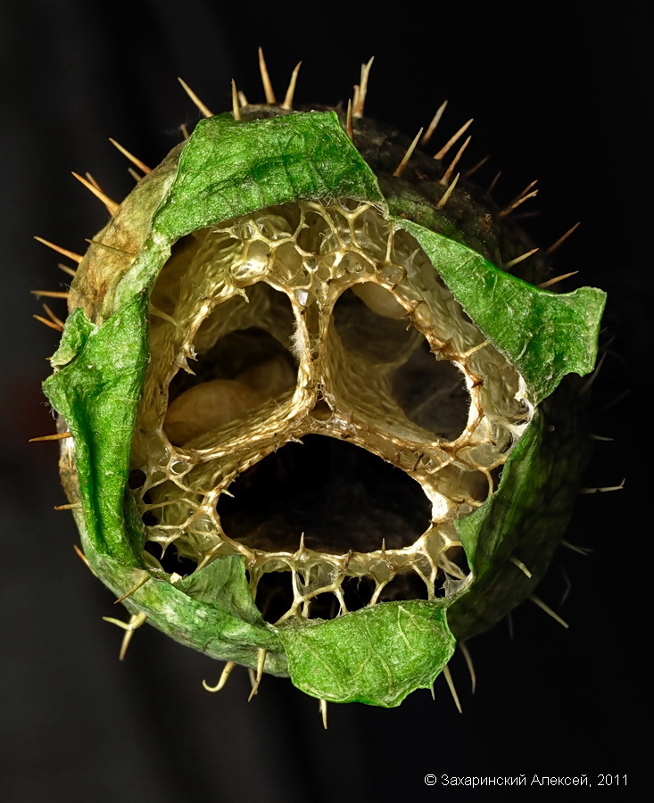 Image of Echinocystis lobata specimen.