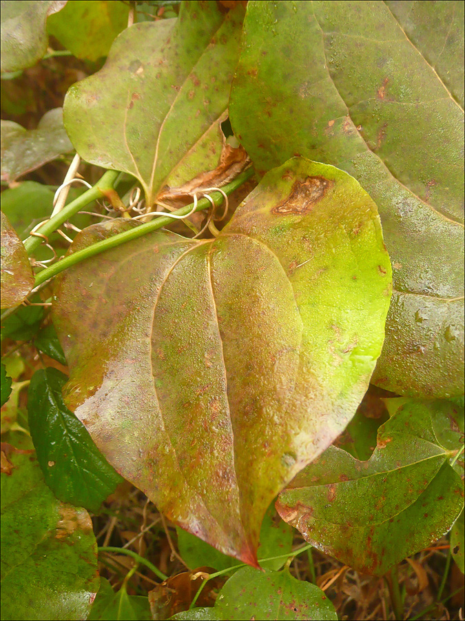 Image of Smilax excelsa specimen.