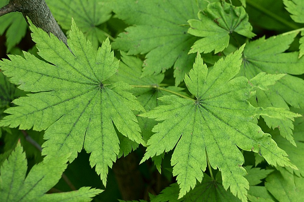 Image of Acer pseudosieboldianum specimen.