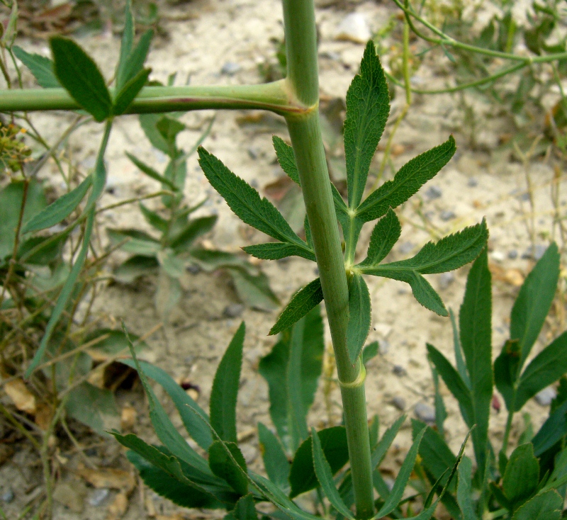 Image of familia Apiaceae specimen.