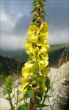 Verbascum spectabile
