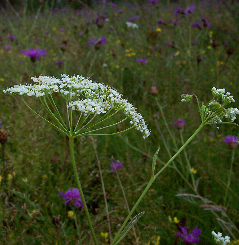 Image of Pimpinella saxifraga specimen.