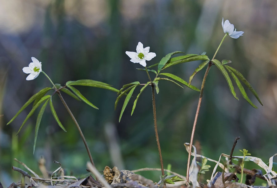 Изображение особи Anemone debilis.