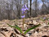 Scilla kladnii