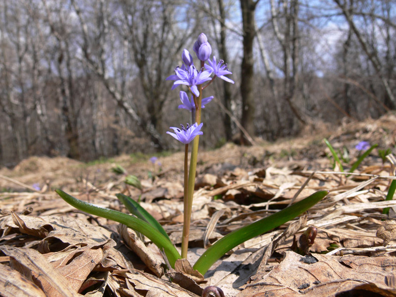 Изображение особи Scilla kladnii.