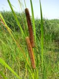 Typha angustifolia. Верхние части побегов с соцветиями. Астраханская обл., Икрянинский р-н, протока между ильменями Коптолва и Солёная Дорога. 14.08.2011.