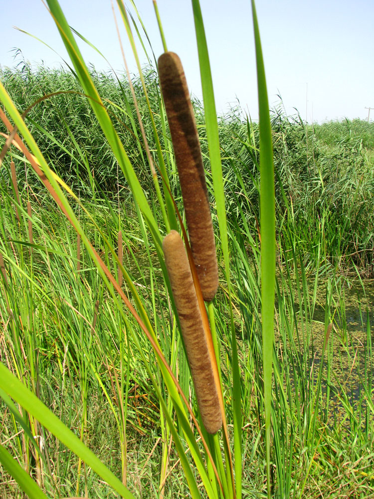 Изображение особи Typha angustifolia.