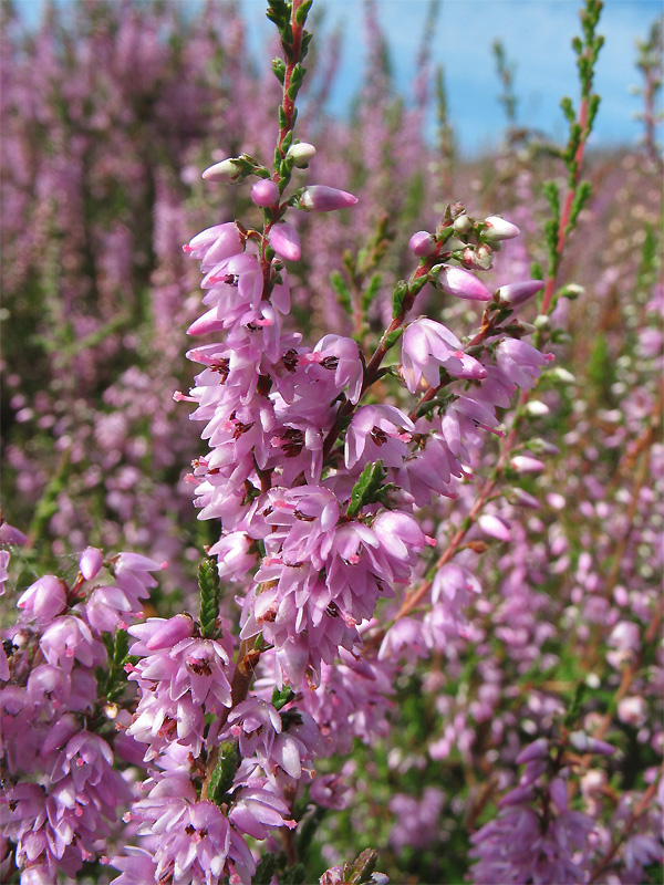 Изображение особи Calluna vulgaris.