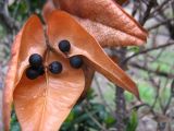 Koelreuteria paniculata. Вскрывшийся зрелый плод с семенами. Крым, г. Ялта, в культуре. 24 января 2012 г.