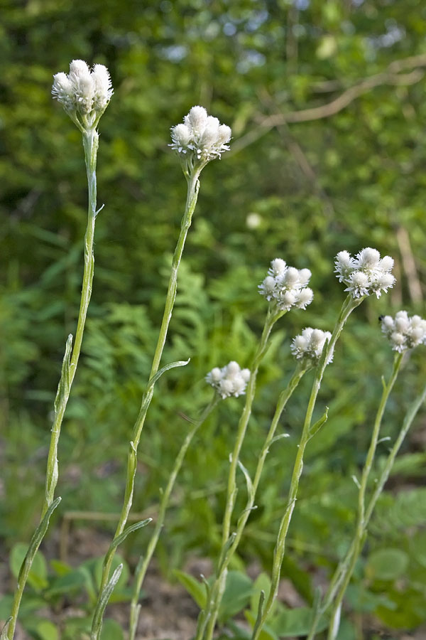 Image of Antennaria dioica specimen.