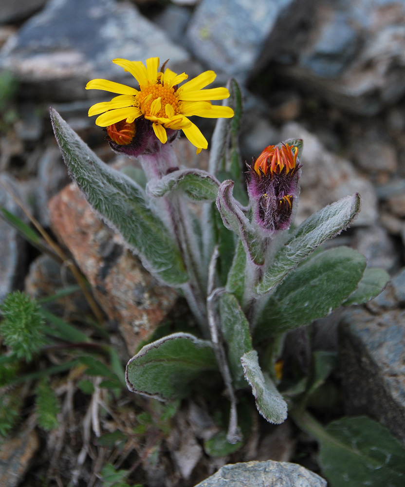 Image of Tephroseris turczaninovii specimen.