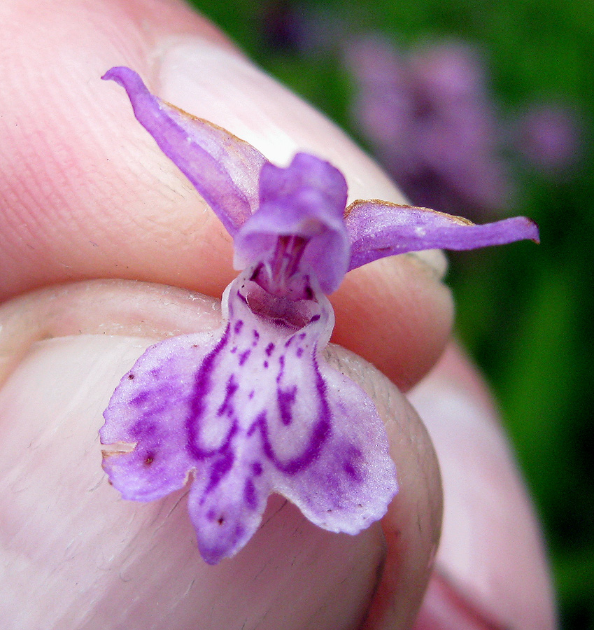 Image of Dactylorhiza majalis specimen.