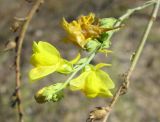 Image of taxon representative. Author is Владимир Папченков