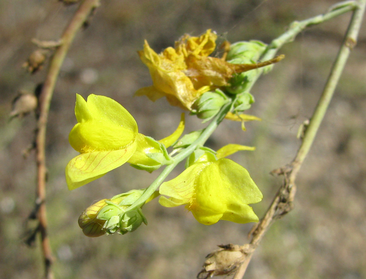 Image of Linaria genistifolia specimen.
