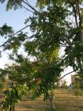 Ailanthus altissima. Часть кроны плодоносящего дерева. Зап. Крым, г. Саки, территория детского оздоровительного лагеря \"Прибрежный\". 30.08.2011.