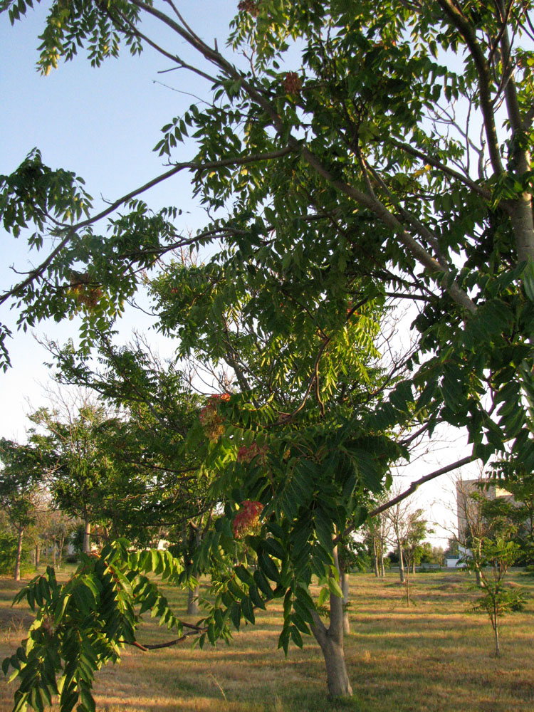 Изображение особи Ailanthus altissima.