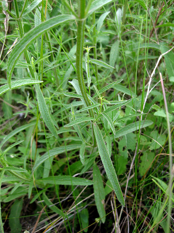 Изображение особи Stachys krynkensis.