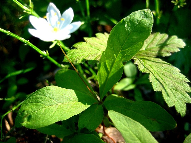 Image of Trientalis europaea specimen.