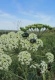 Heracleum dissectum. Соцветие с кормящимися жуками-бронзовками. Казахстан, Восточно-Казахстанская область; Западный Алтай, скл. Ульбинского хребта, окр. с. Ушановское. 06.06.2012.