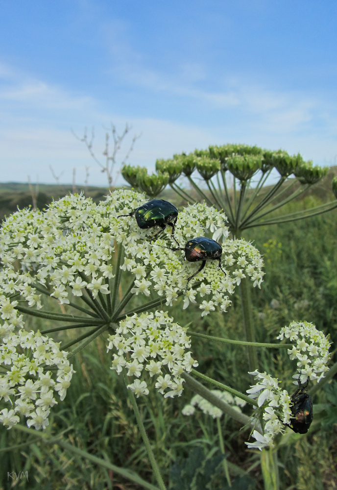 Изображение особи Heracleum dissectum.