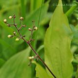 Smilacina hirta