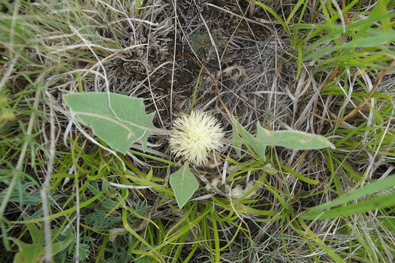 Image of Centaurea rhizanthoides specimen.