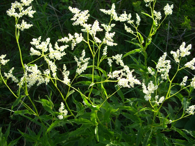 Изображение особи Aconogonon alpinum.