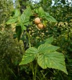 Rubus idaeus. Верхушка побега со зрелыми плодами (желтоплодная форма). Смоленская обл., Смоленский р-н, окр. пос. Каспля, нижняя часть склона моренной гряды. 26.07.2012.