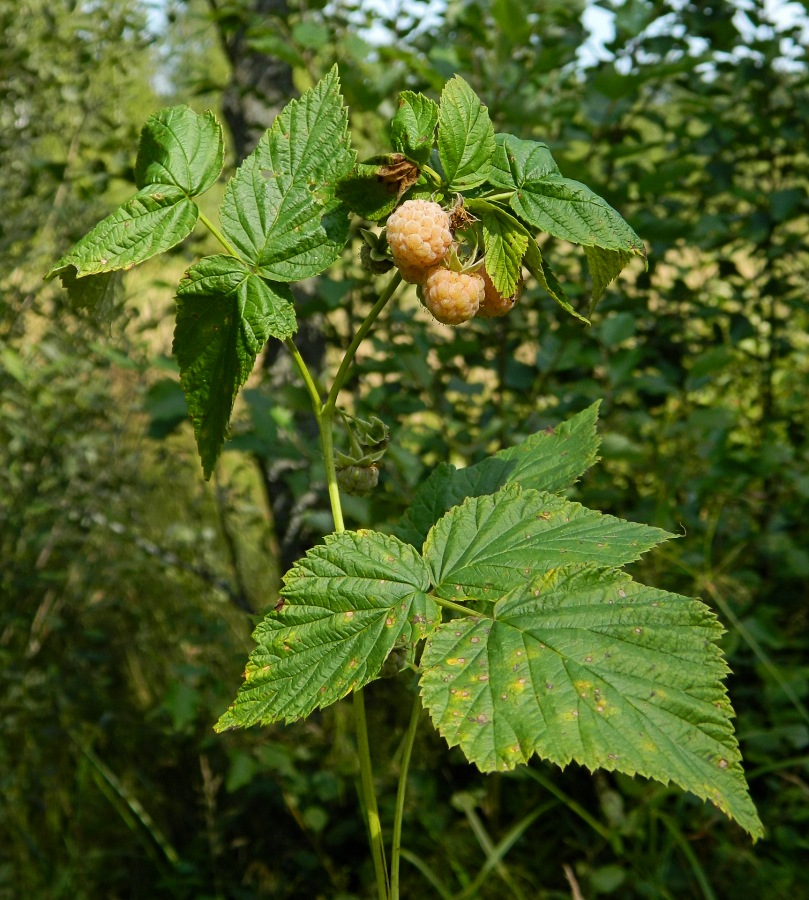 Изображение особи Rubus idaeus.