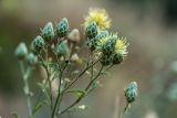 Centaurea salonitana