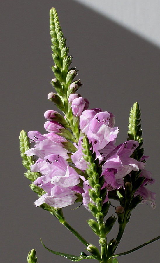 Image of Physostegia virginiana specimen.